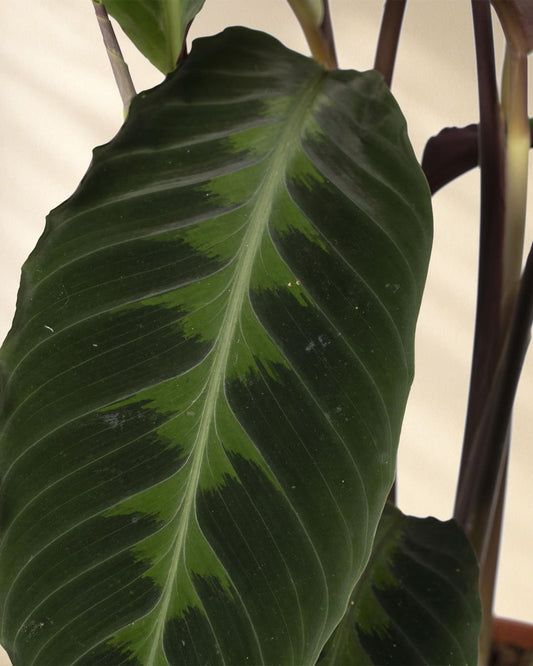 Produktbild: Calathea Warscewiczii Closeup