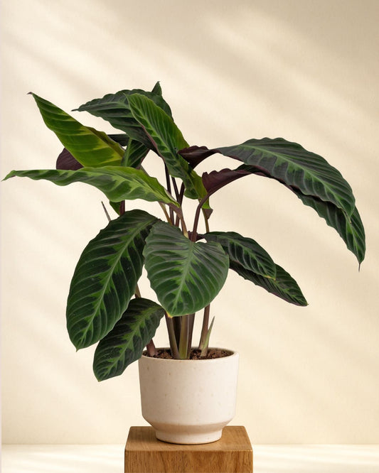 Produktbild: Calathea Warscewiczii