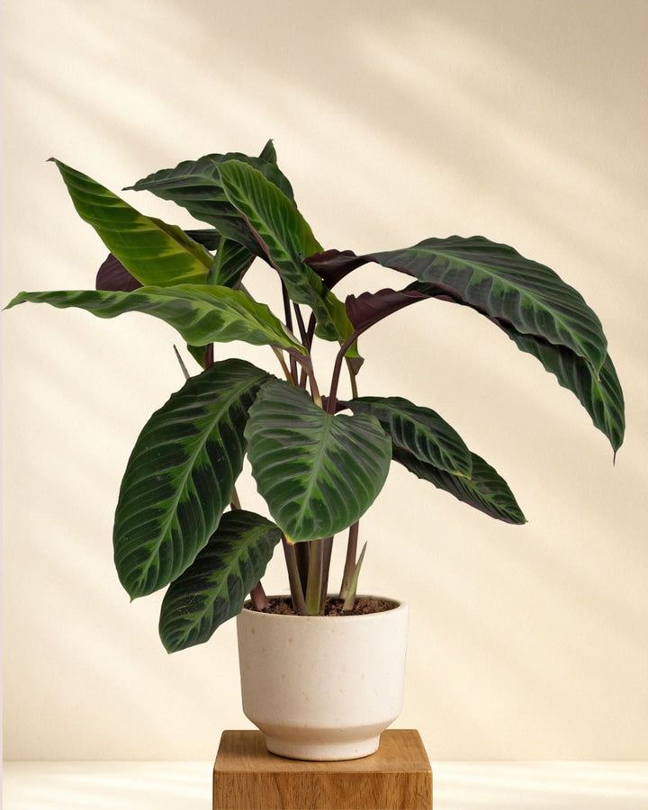 Calathea Warscewiczii