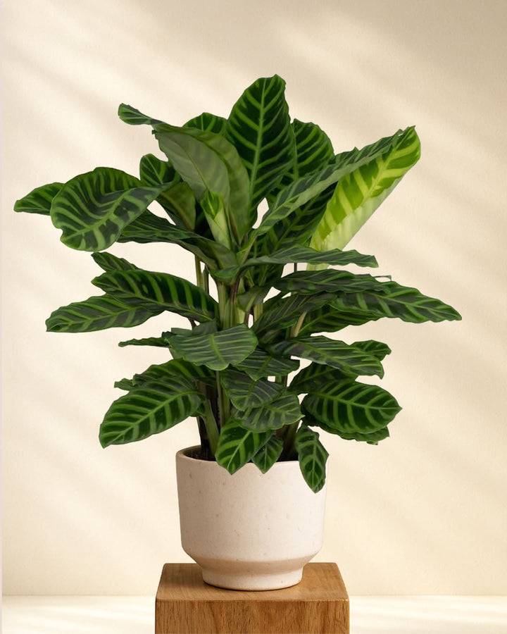 Calathea Zebrina