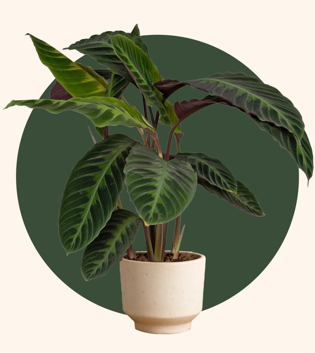 Calathea mit grünem Kreis im Hintergrund