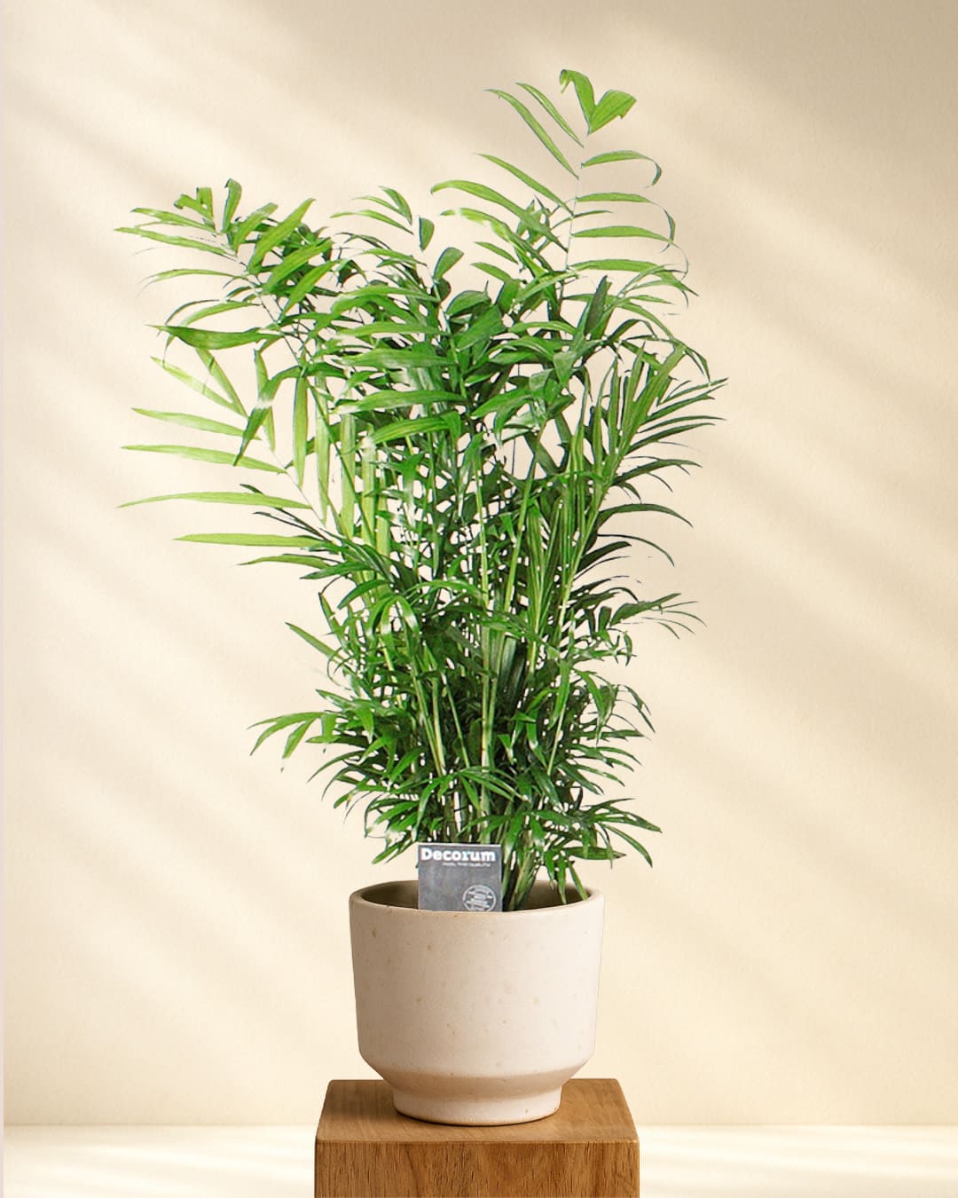 Produktbild Chamaedorea Elegans Bergpalme