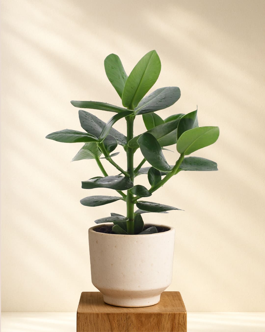 Produktbild: Clusia Rosea Princess Balsamapfel