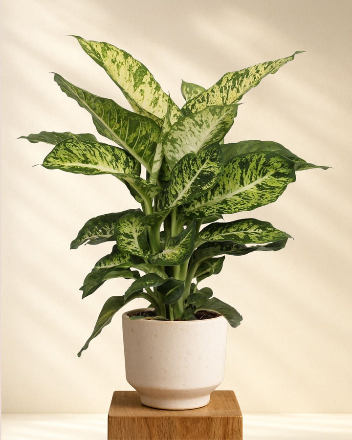 Dieffenbachia Mars