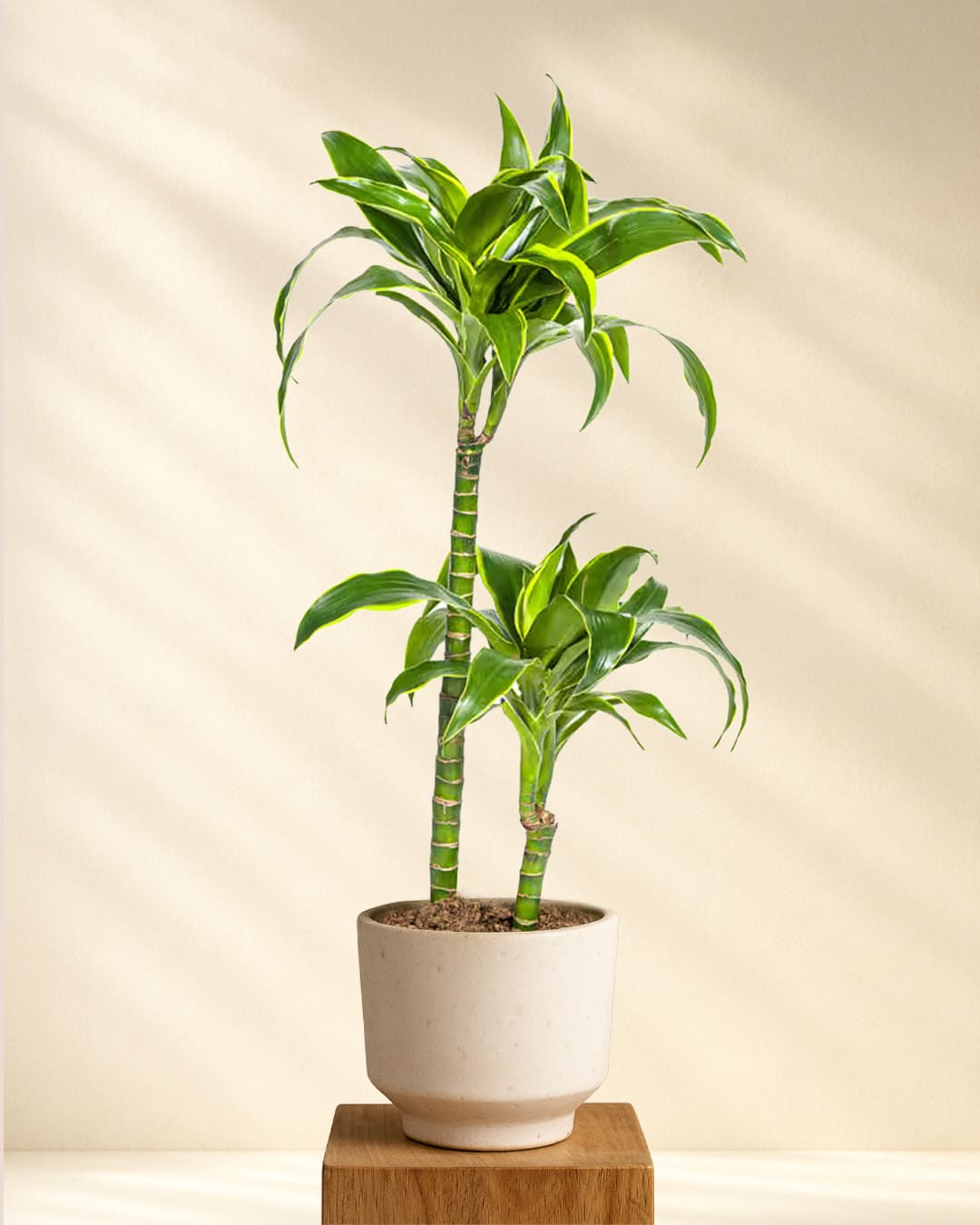 Dracaena Deremensis Dorado 70 bis 90 cm