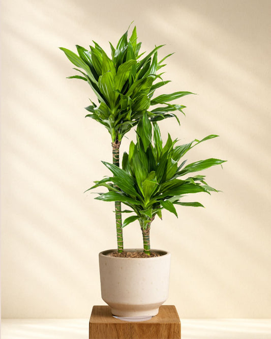 Produktbild Dracaena Deremensis Green Jewel 70-90cm