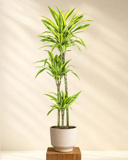Produktfoto Dracaena Deremensis Lemon Lime 130-150cm