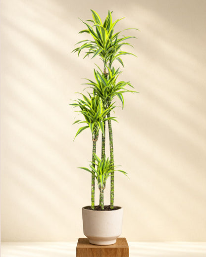 Produktfoto Dracaena Deremensis Lemon Lime 170-190cm