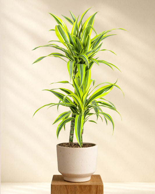 Produktfoto Dracaena Deremensis Lemon Lime 70-90cm