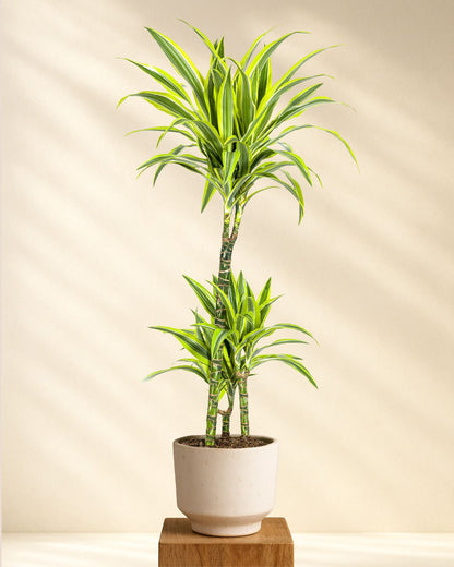 Produktfoto Dracaena Deremensis Lemon Lime 90-110cm