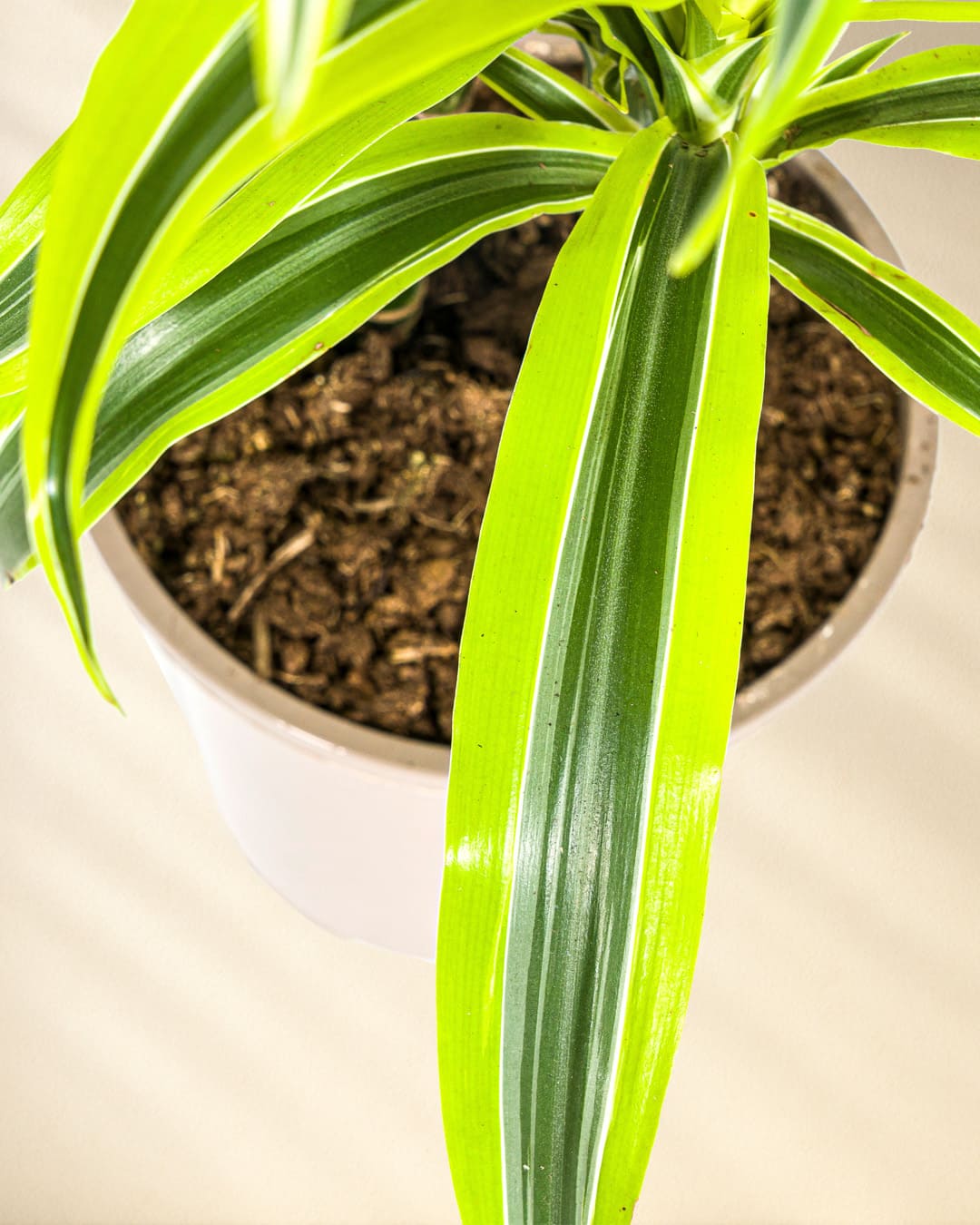 Dracaena Deremensis Lemon Lime Closeup von oben