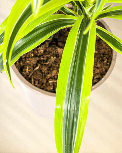 Dracaena Deremensis Lemon Lime Closeup von oben