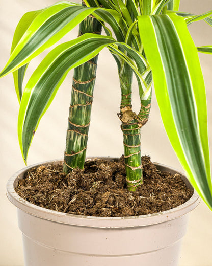 Dracaena Deremensis Lemon Lime Closeup Stamm
