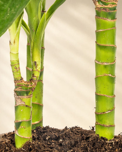 Dracaena Deremensis Lisa Closeup Stamm