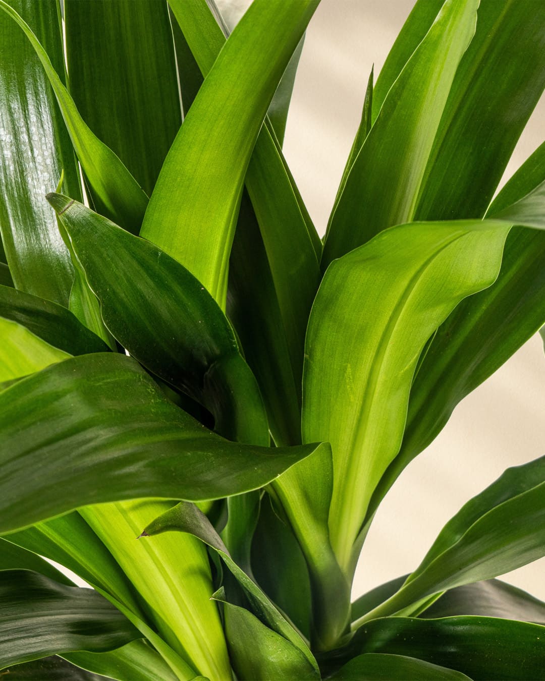 Dracaena Deremensis Lisa Closeup Blätter 2