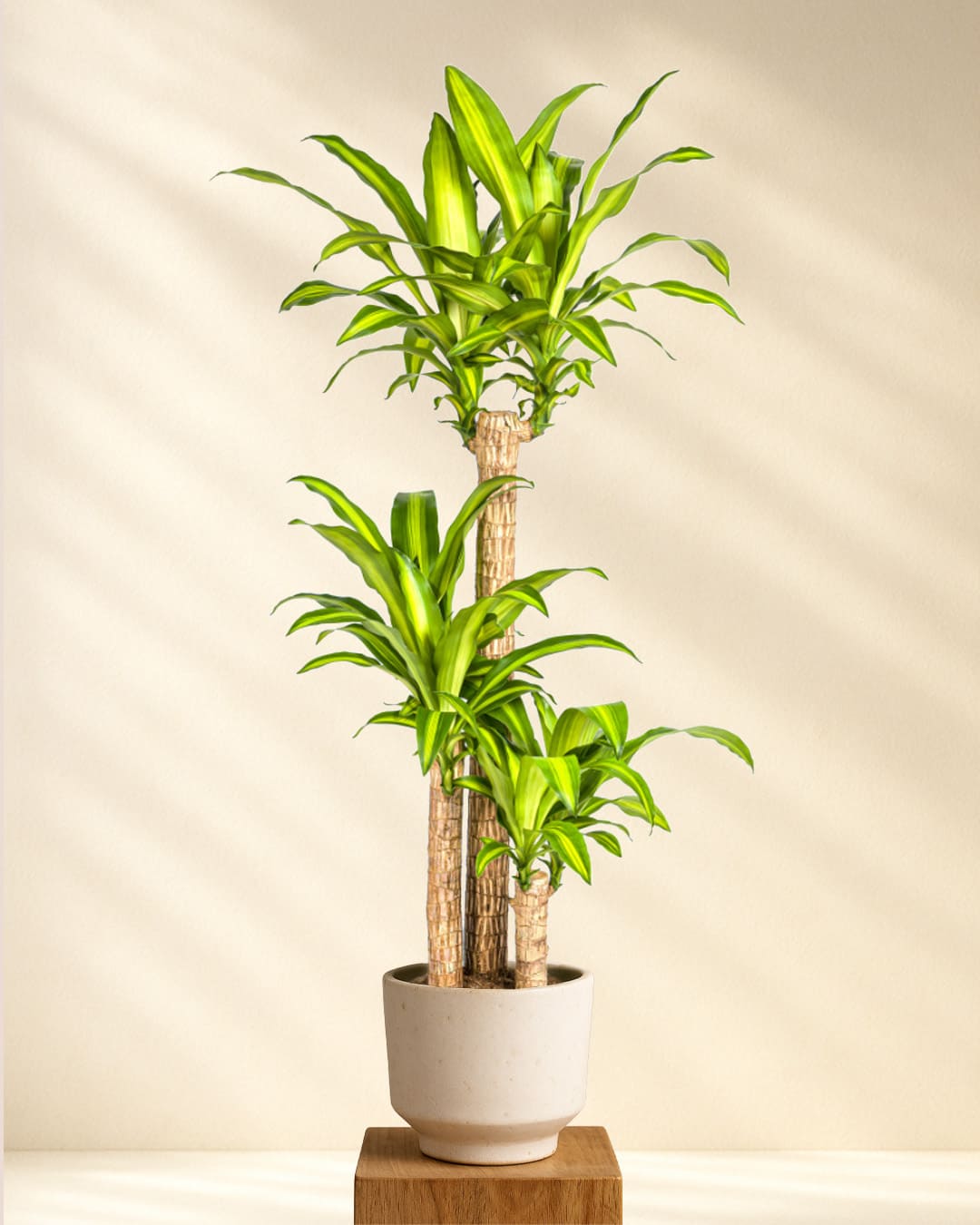Produktbild Dracaena Fragrans Massangeana 130-150cm
