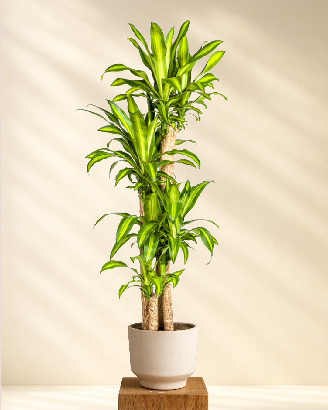 Produktbild Dracaena Fragrans Massangeana 170-190cm