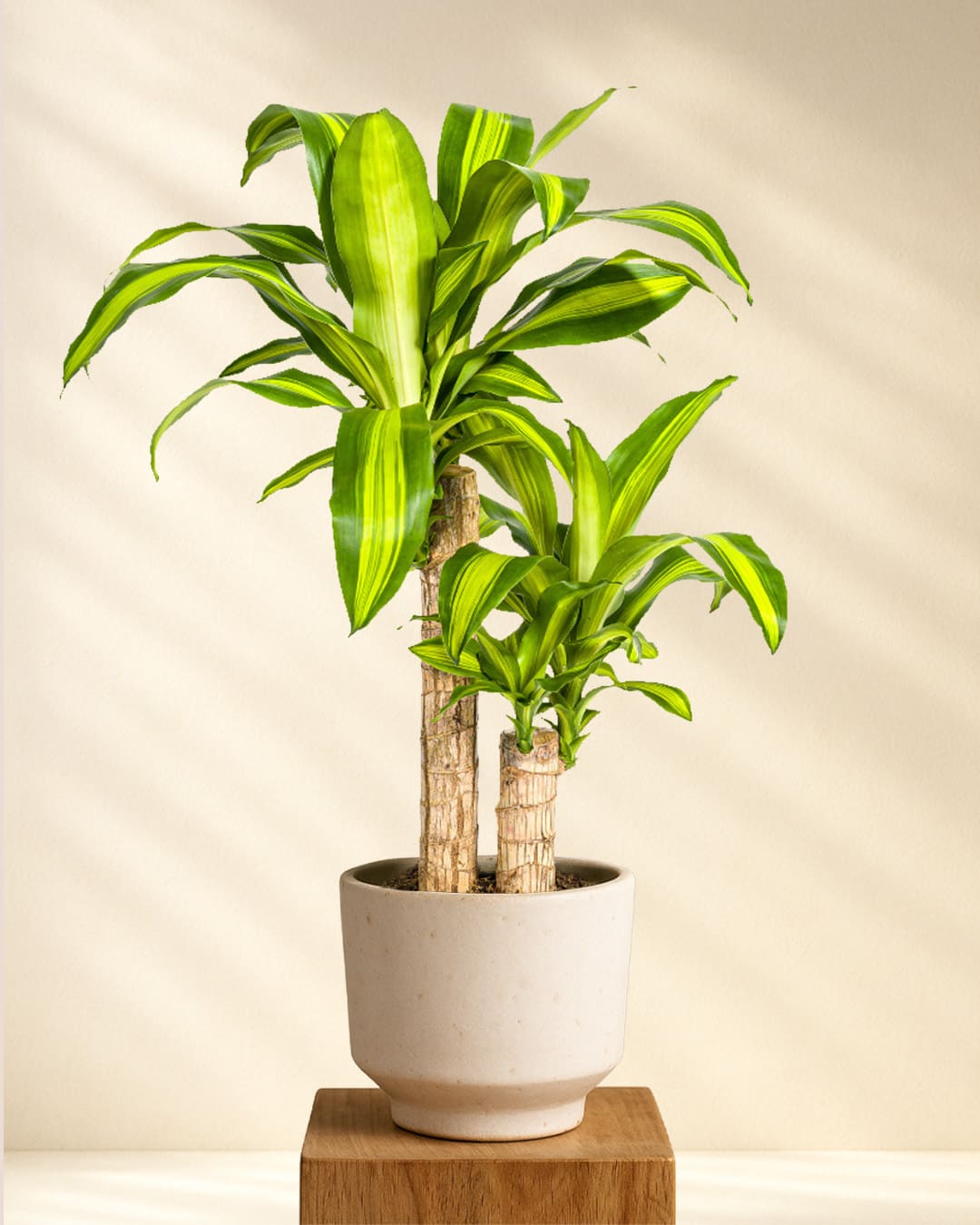 Produktbild Dracaena Fragrans Massangeana 70-90cm