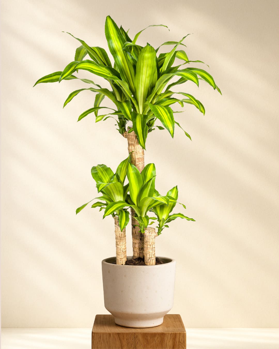 Produktbild Dracaena Fragrans Massangeana 90-110cm