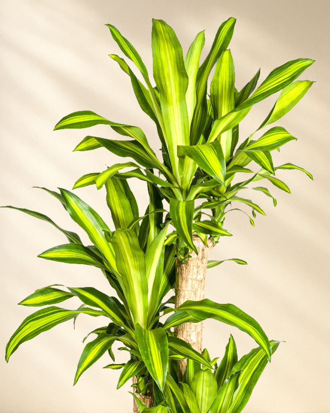 Dracaena Fragrans Massangeana Closeup Blätter
