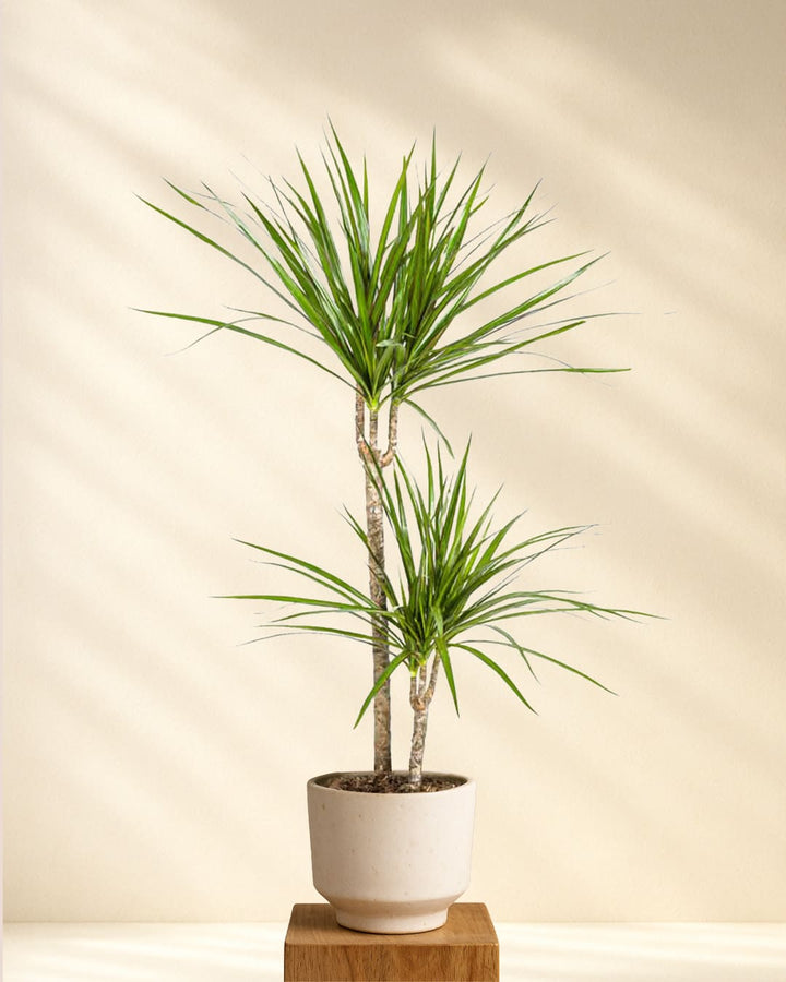 Drachenbaum Dracaena Marginata Green
