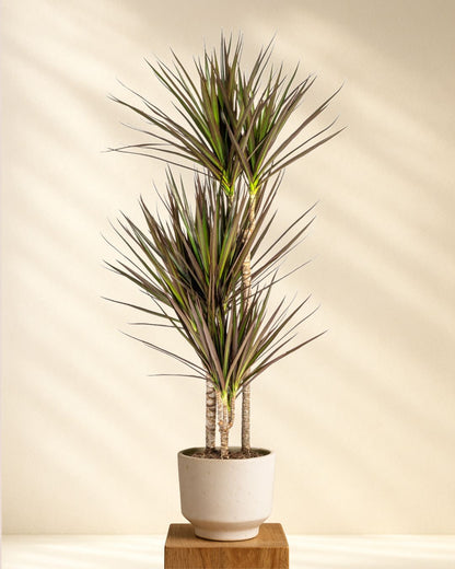 Produktbild Dracaena Marginata Magenta 110-130cm