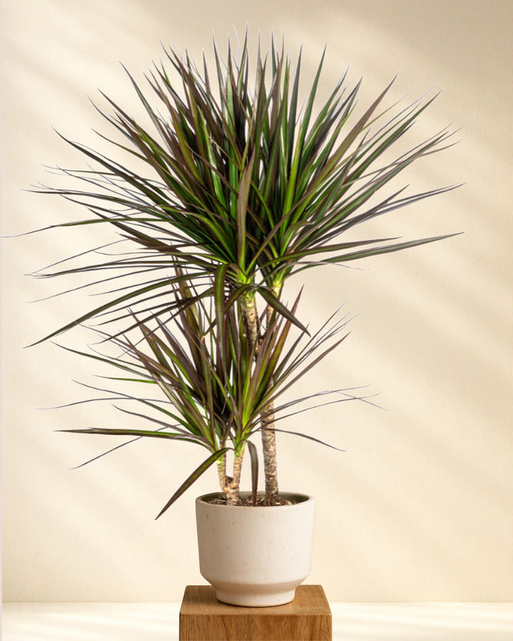 Drachenbaum Dracaena Marginata Magenta