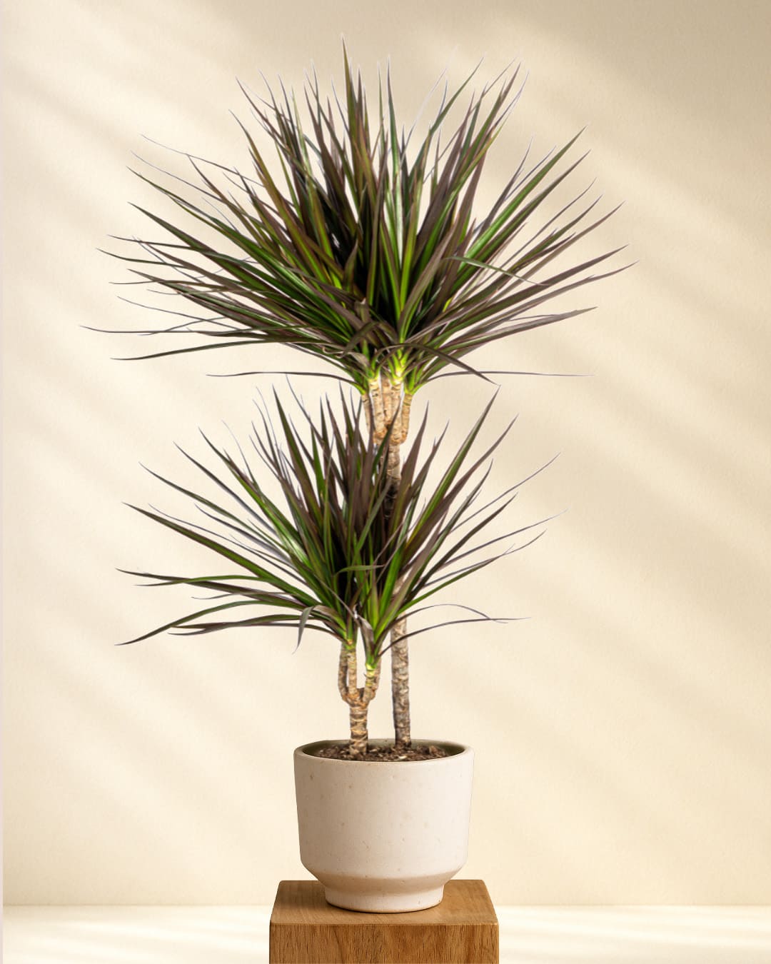 Produktbild Dracaena Marginata Magenta 70-90cm