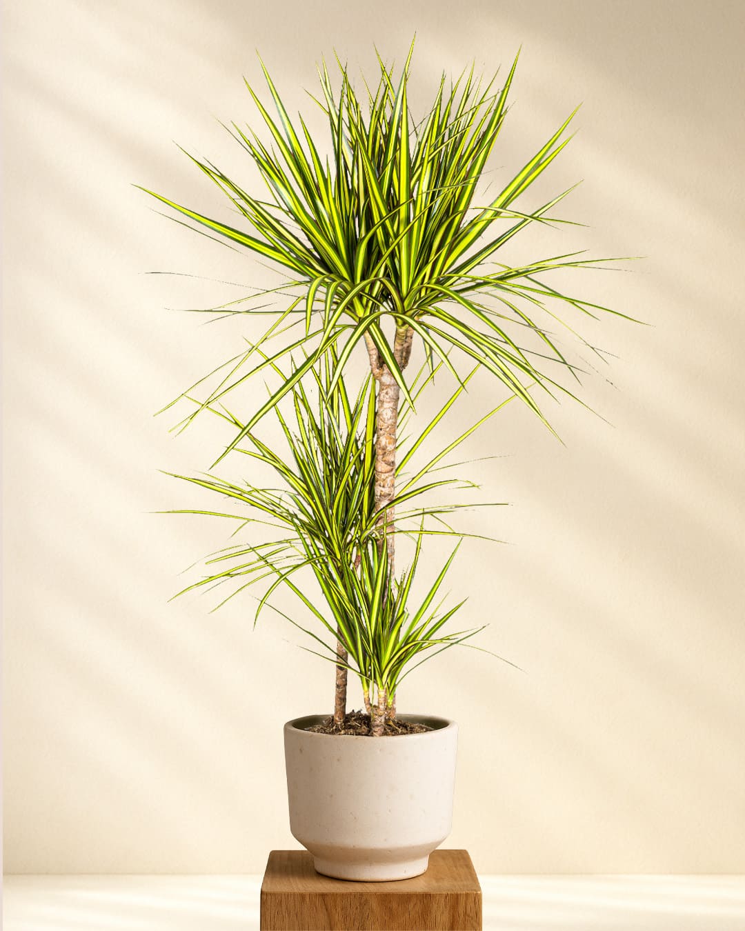 Produktbild Dracaena Marginata Sunray 100-110cm