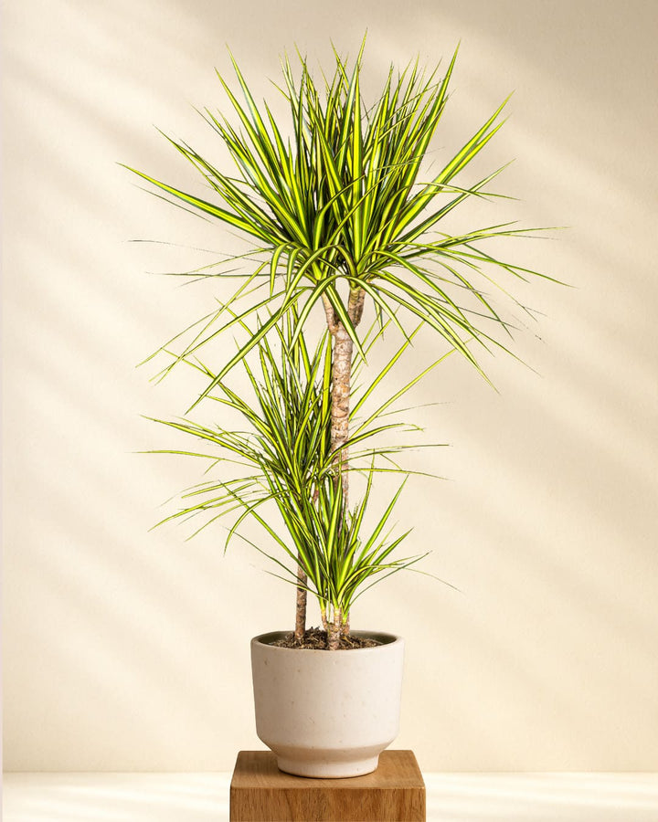 Dracaena Marginata Sunray