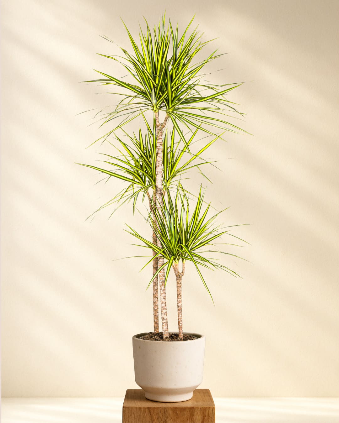 Produktbild Dracaena Marginata Sunray 130-150cm