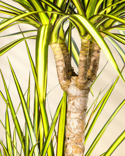 Dracaena Marginata Sunray Closeup Blätter