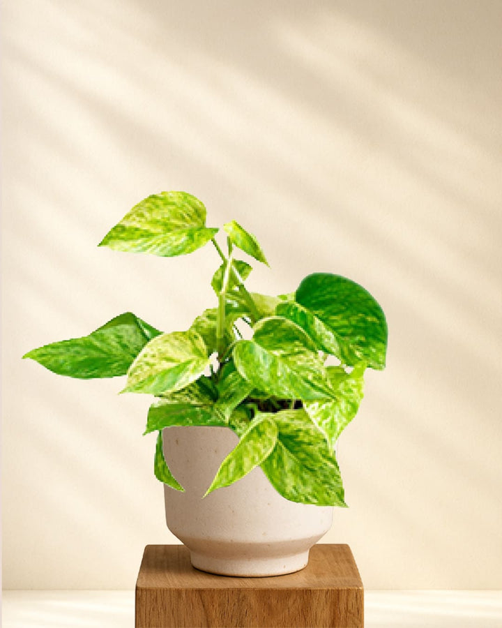 Efeutute Marble Queen