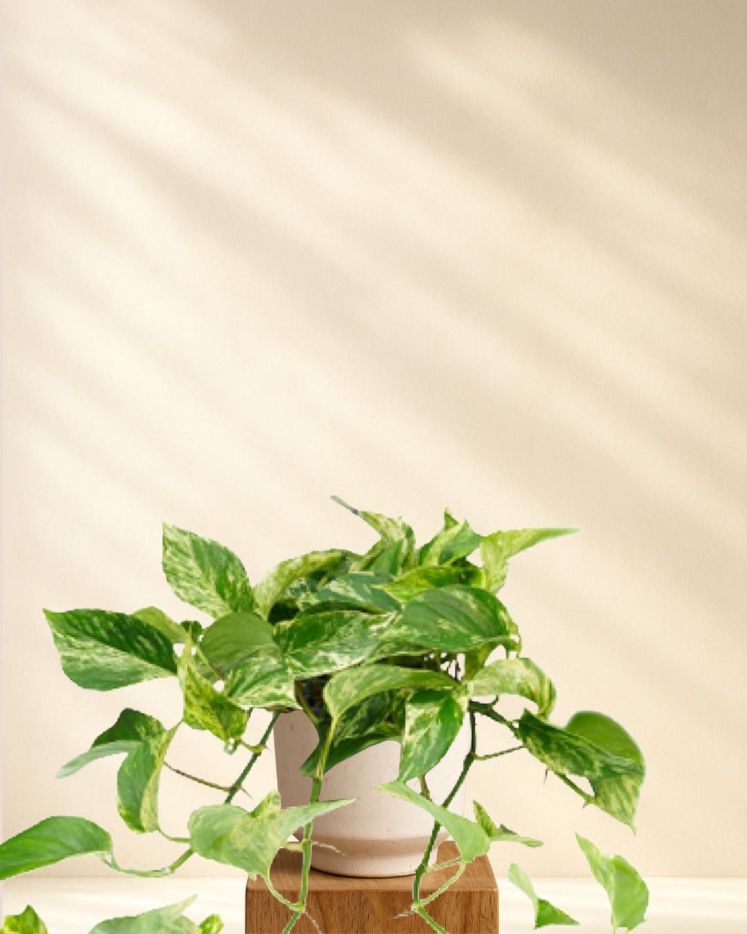 Efeutute Marble Queen