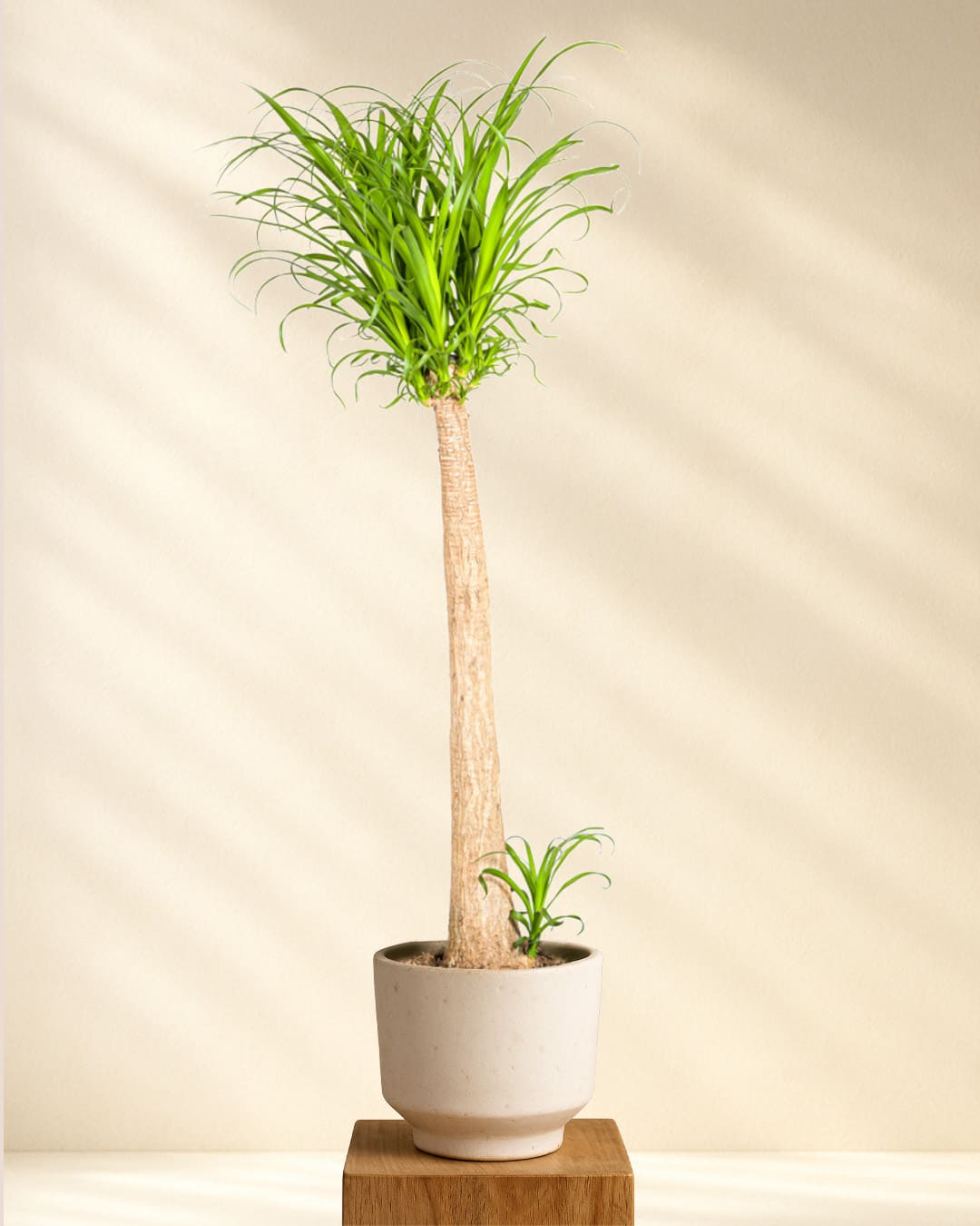Produktfoto Elefantenfuss 110-130cm