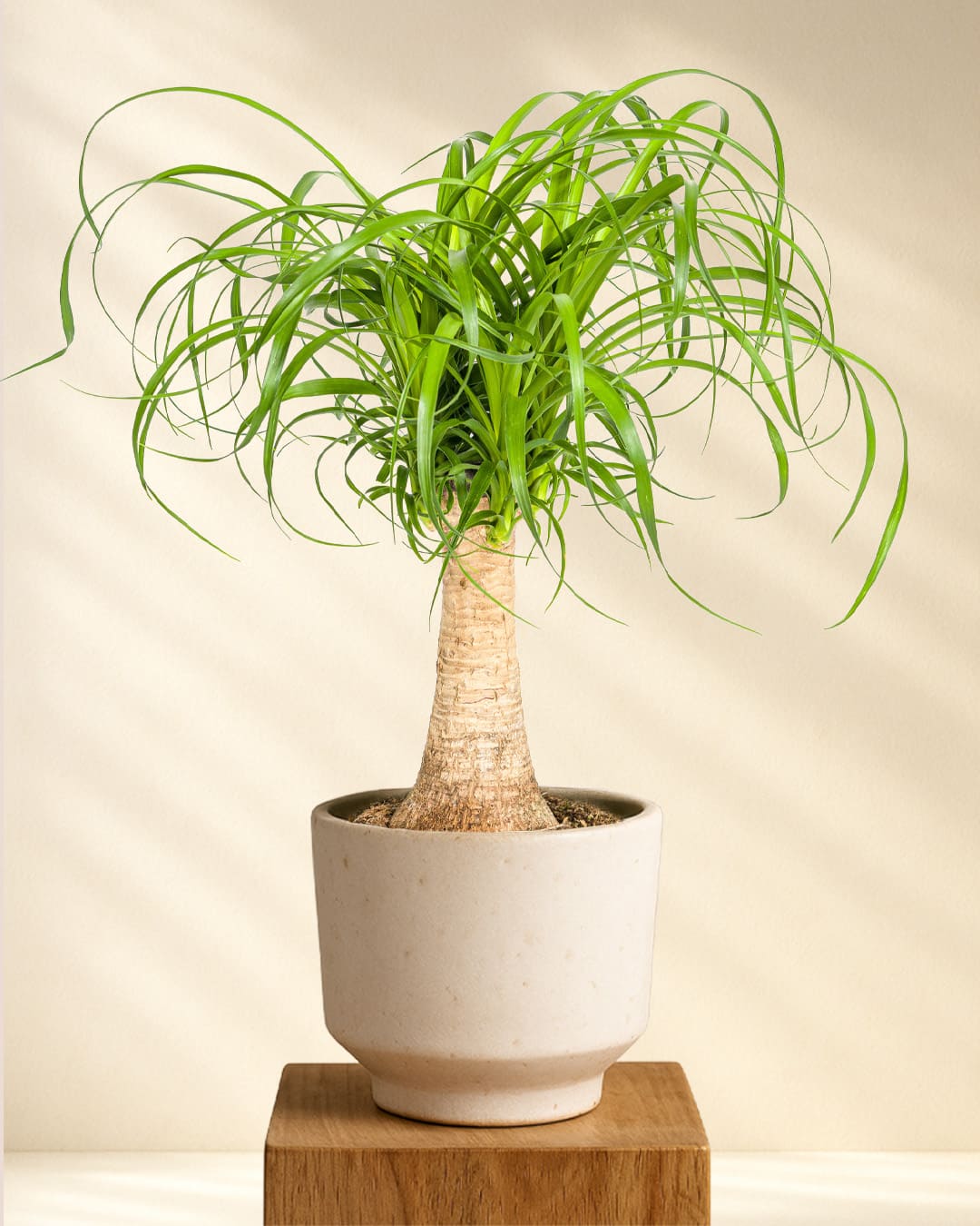 Produktfoto Elefantenfuss 40-60cm