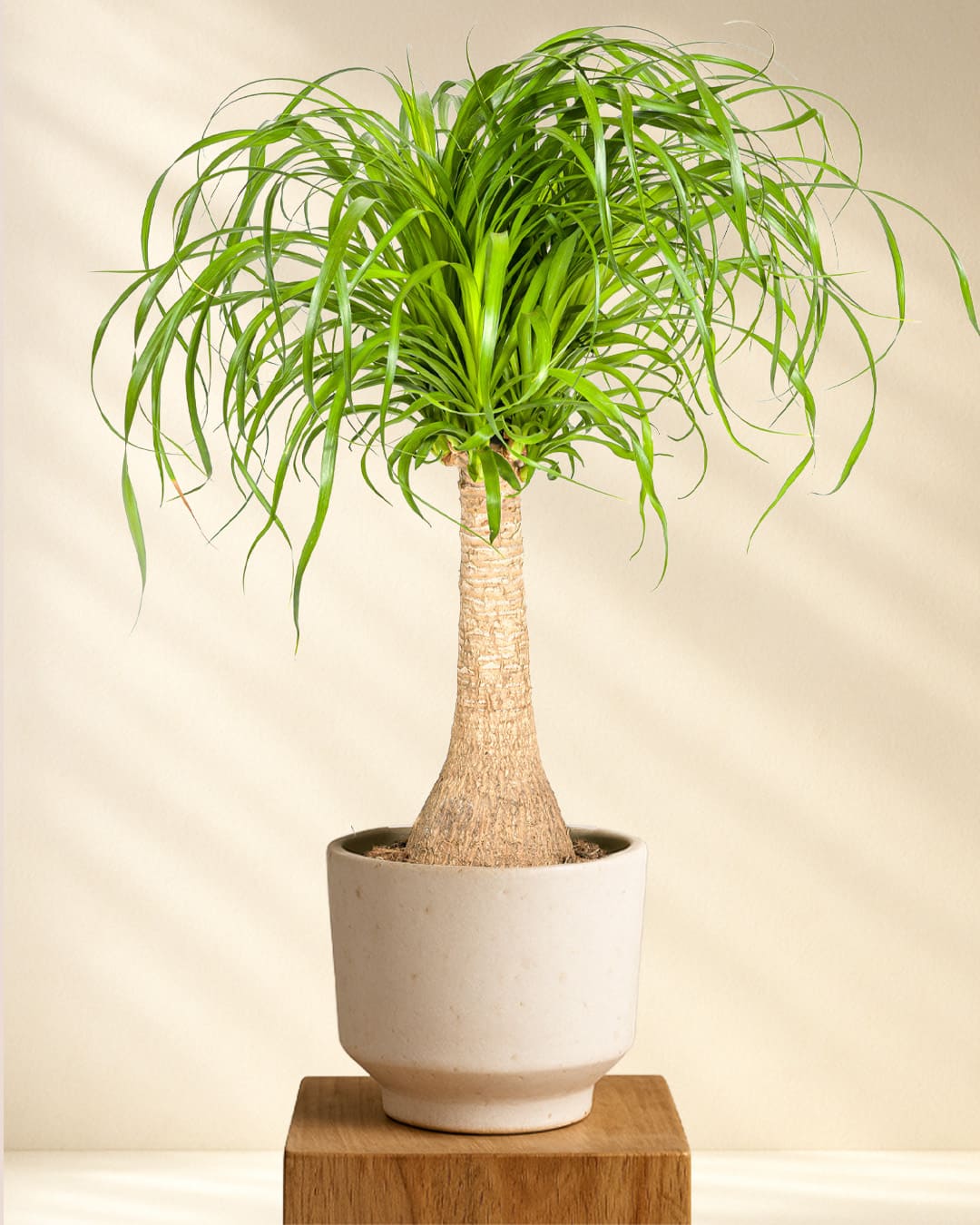 Produktfoto Elefantenfuss 60-80cm