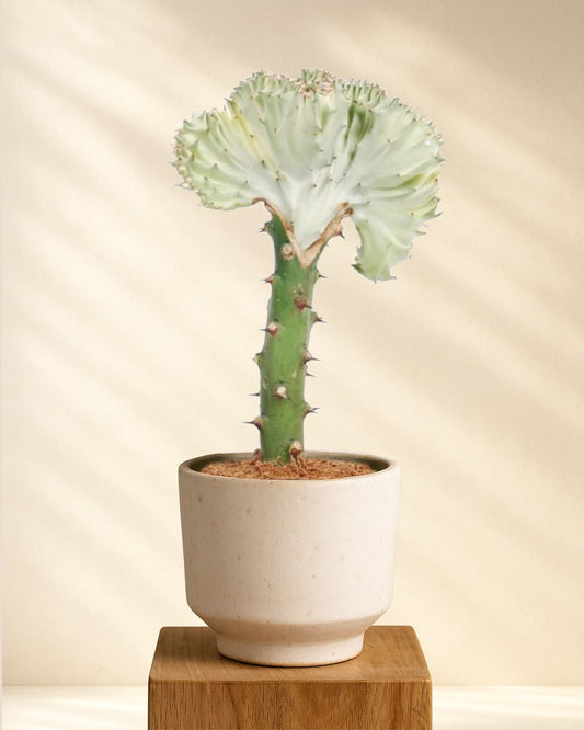 Euphorbia lactea Cristata