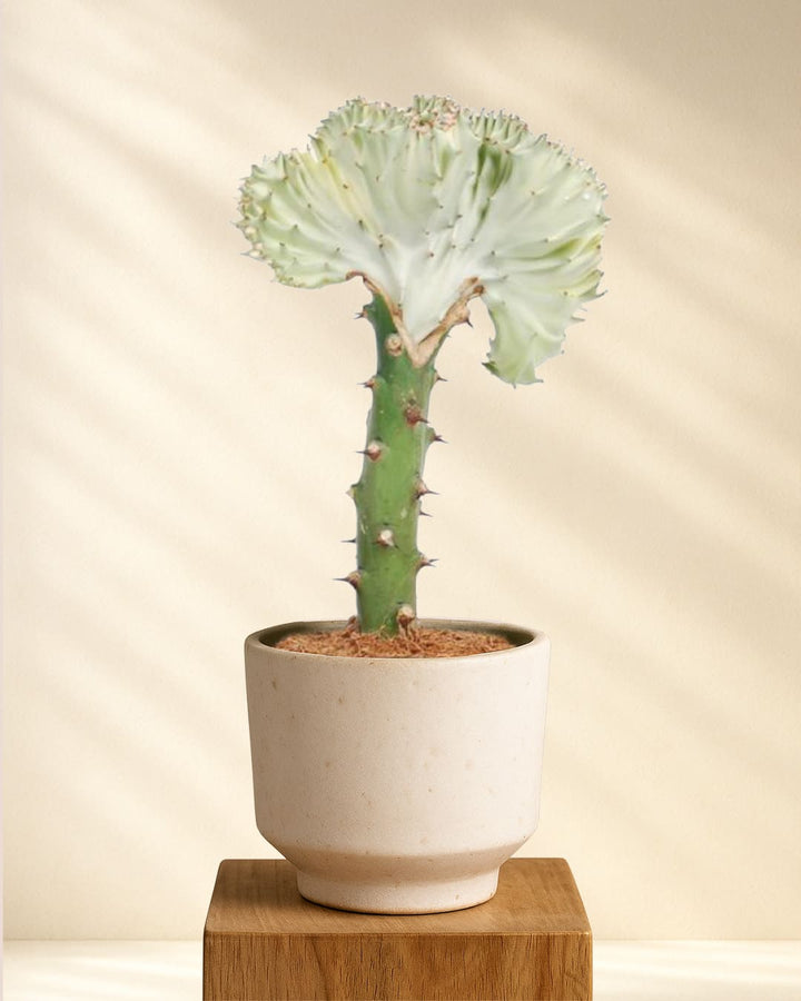 Euphorbia lactea Cristata