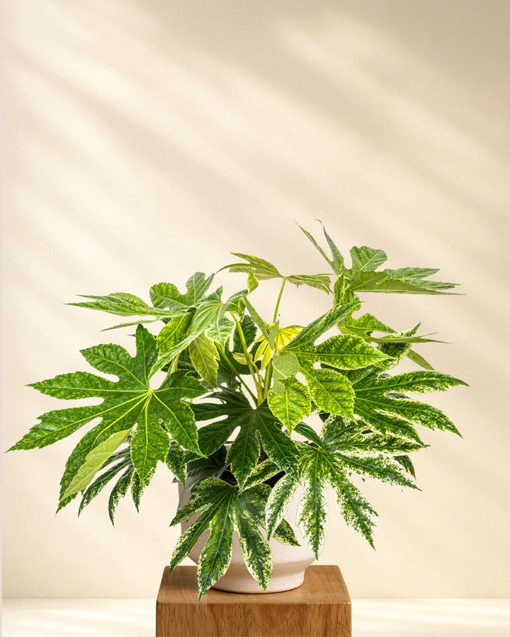 Fatsia Japonica Spider's Web