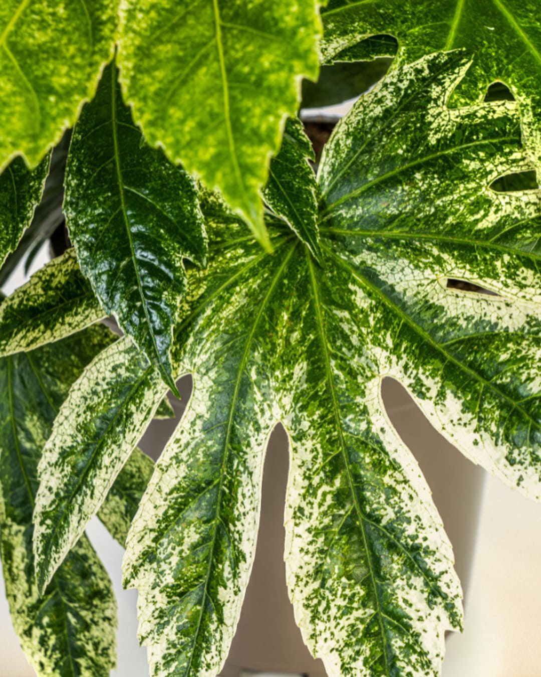 Fatsia Japonica Spiders Web Closeup Blätter