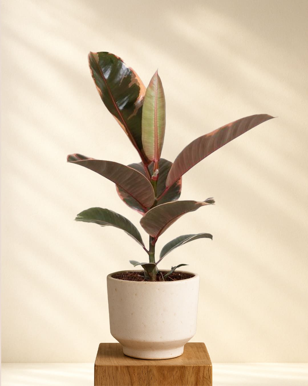 Produktbild Ficus Elastica Belize