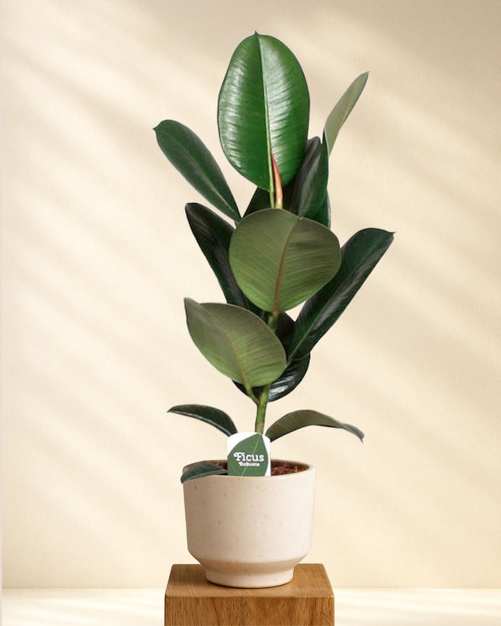 Ficus Elastica Robusta