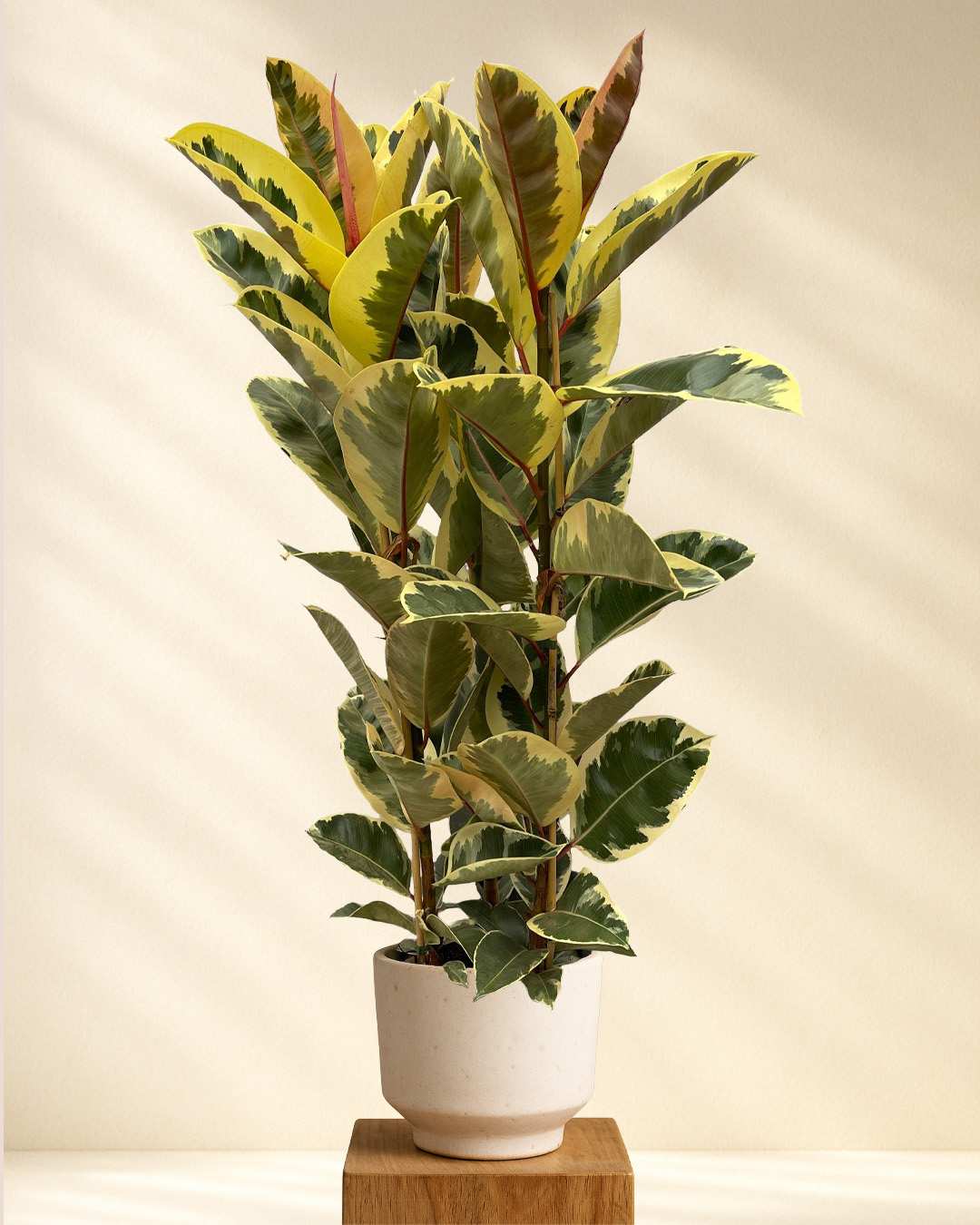 Ficus Elastica Tineke Strauch