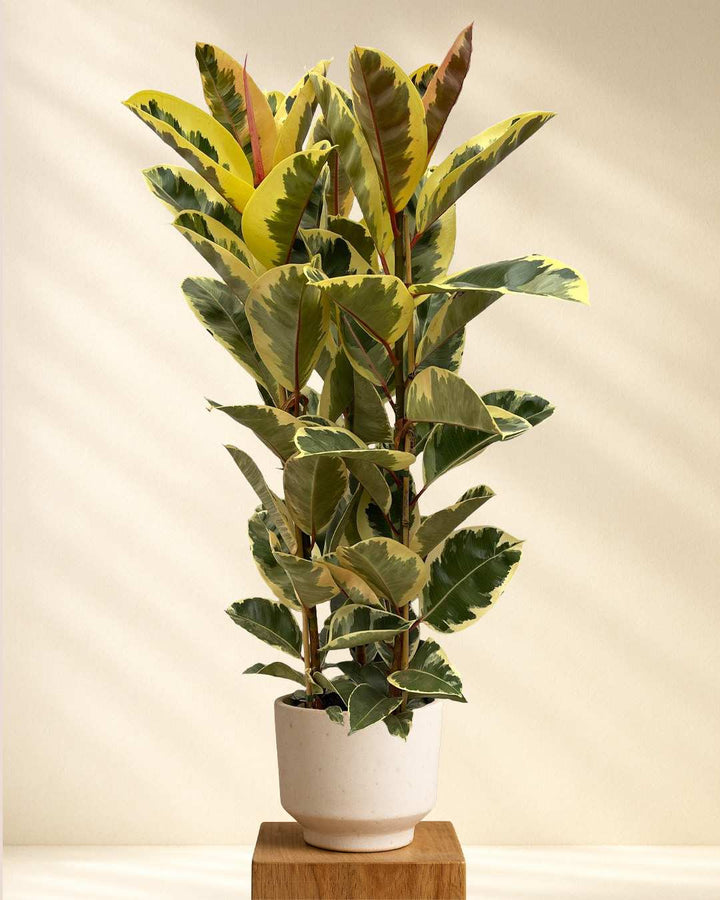 Ficus Elastica Tineke Strauch