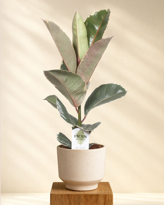 Ficus Elastica Tineke