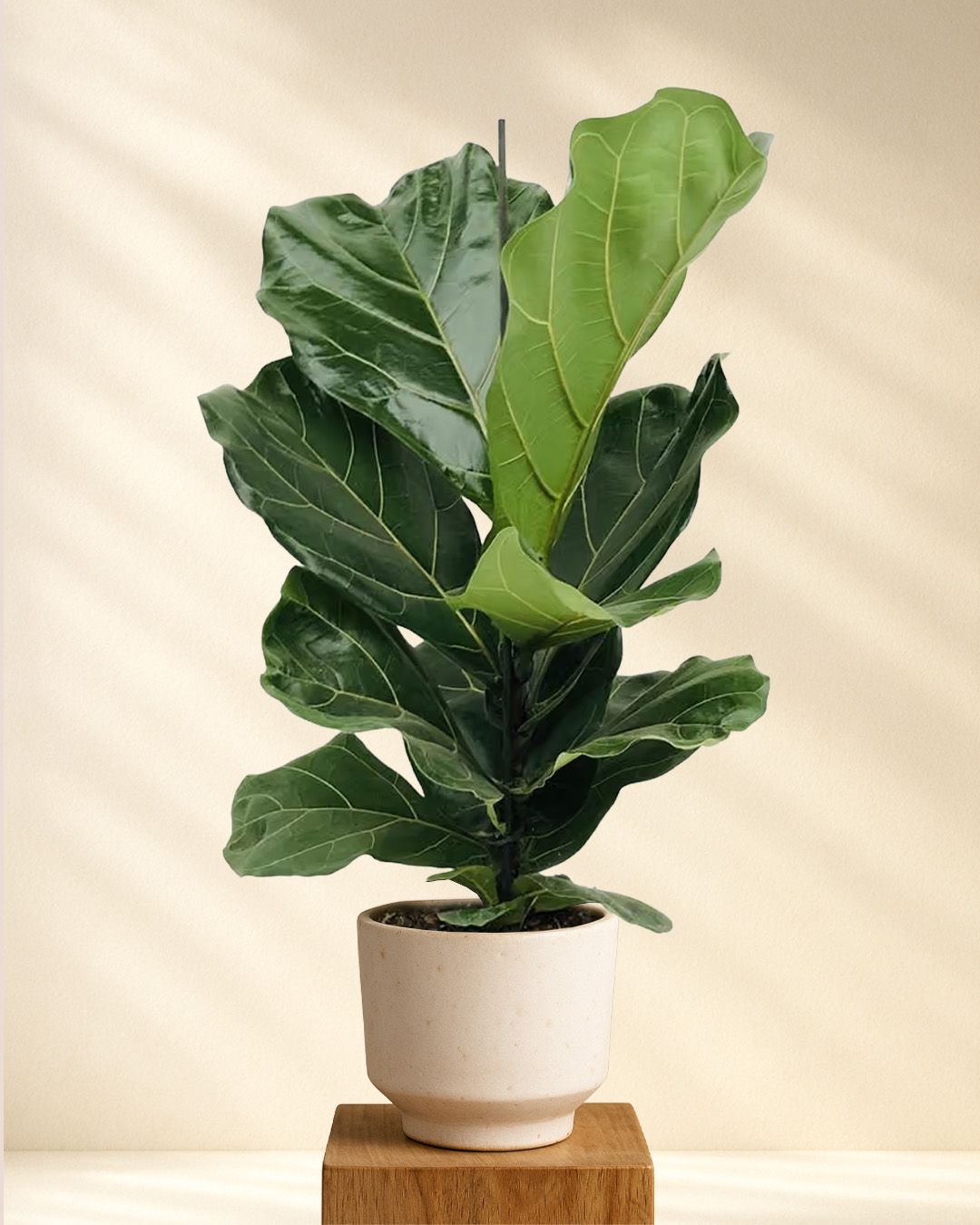 Ficus Lyrata (Geigenfeige) 75 cm