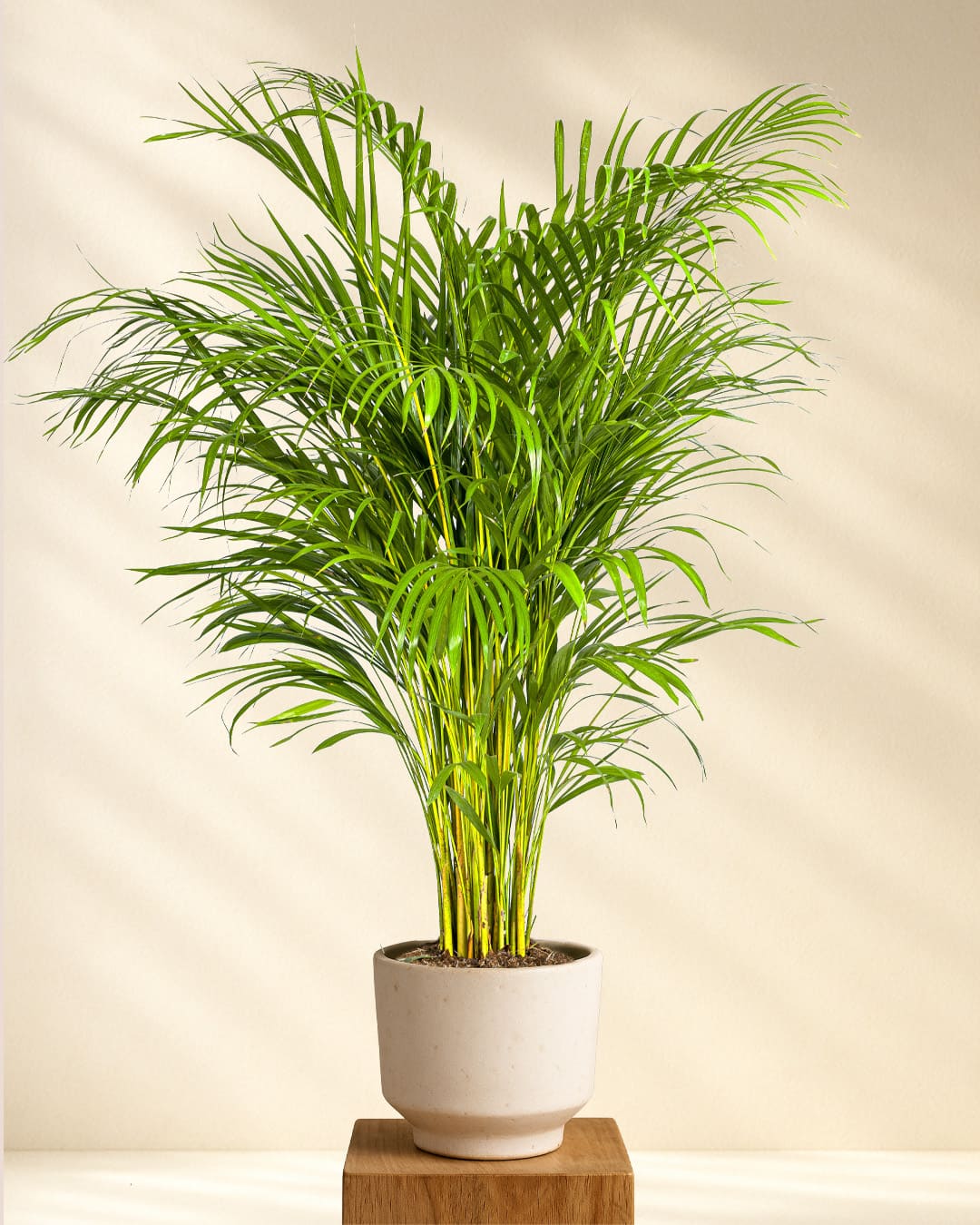 Produktbild Goldfruchtpalme 120-140cm