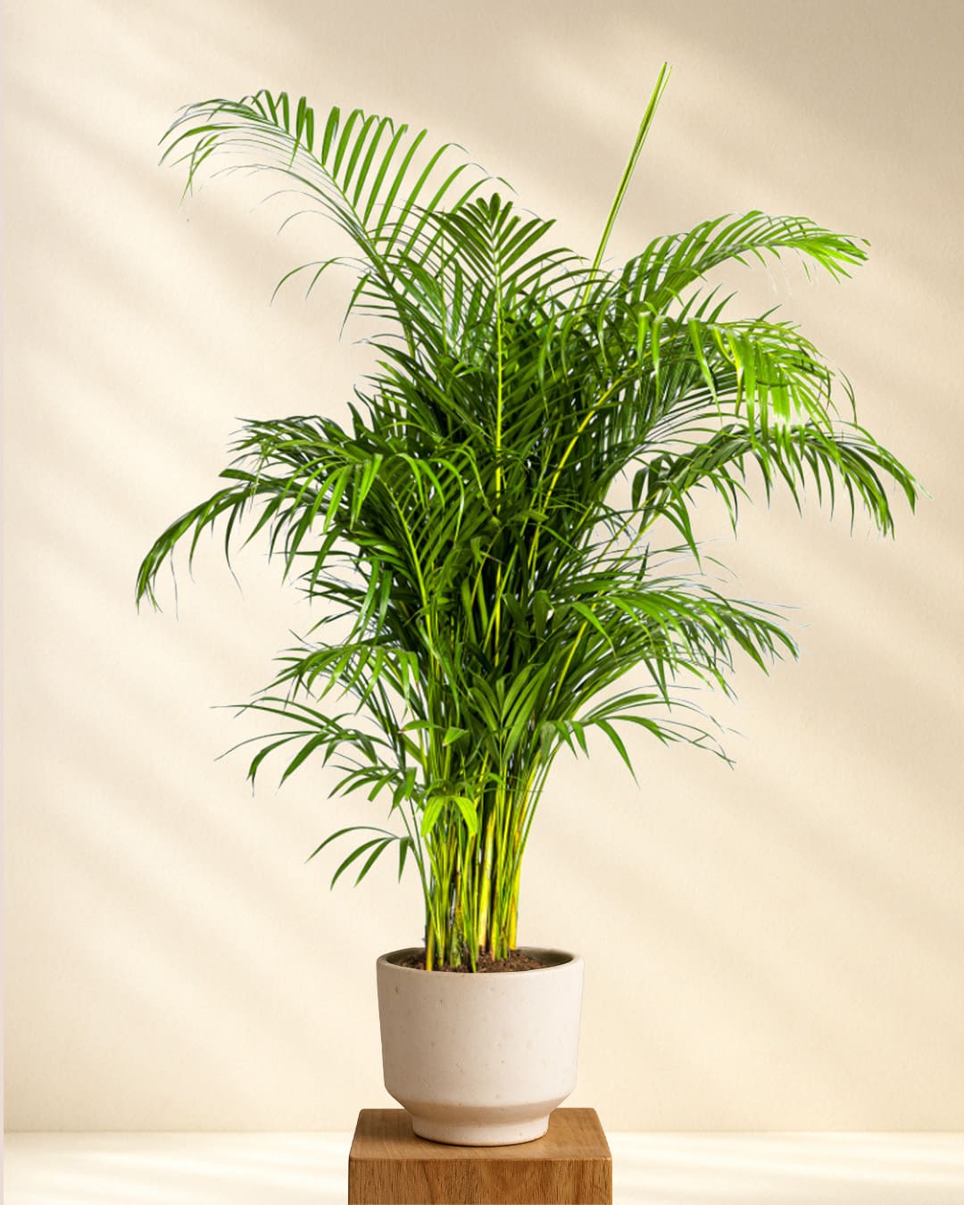 Produktbild Goldfruchtpalme 150-170cm