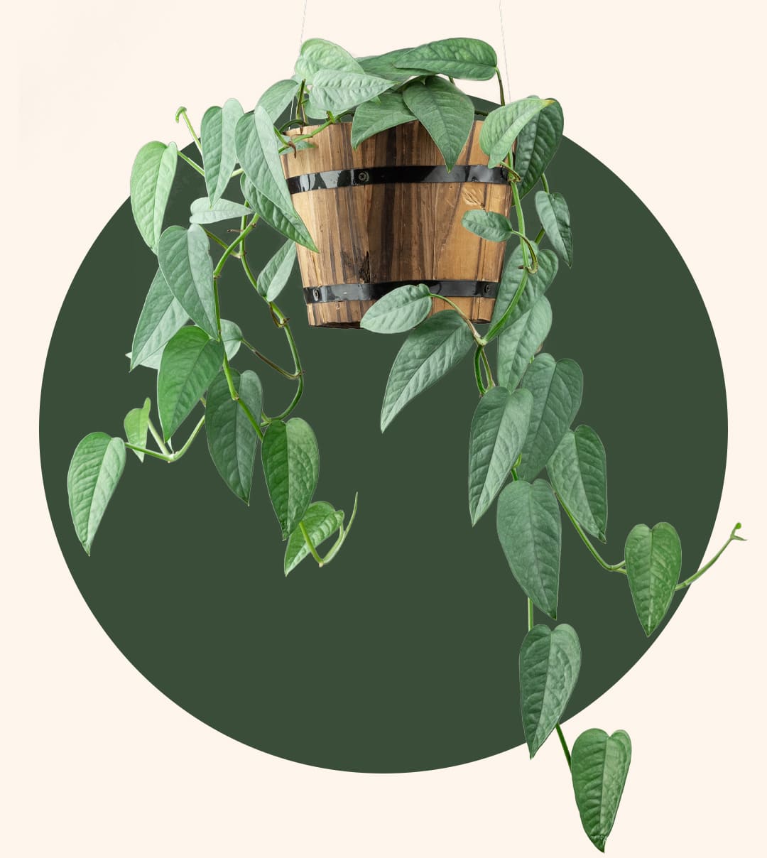 Hängende Zimmerpflanze mit grünem Kreis im Hintergrund